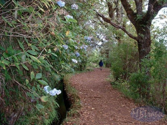 Levada Queimadas